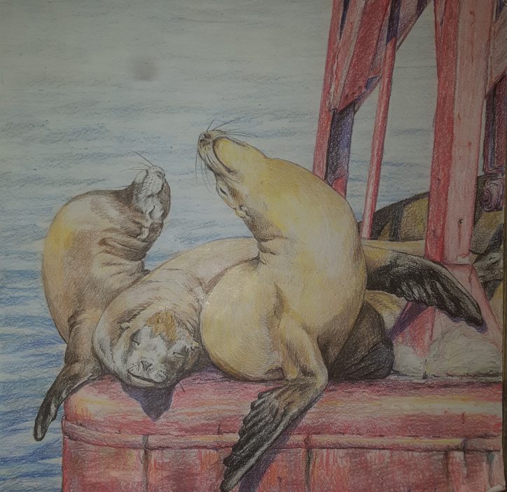Sea Lions by Kristin Zedwick